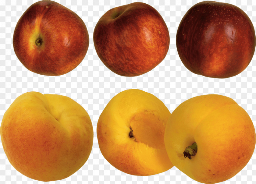 Peach Photography Clip Art PNG