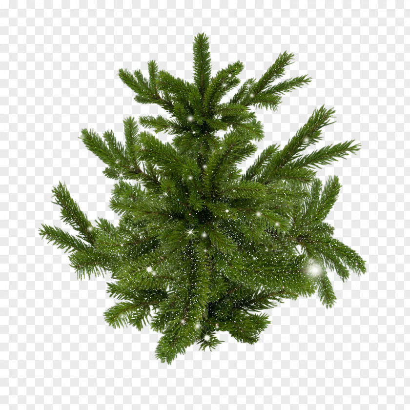Buddha Image Spruce Pine Christmas Tree PNG