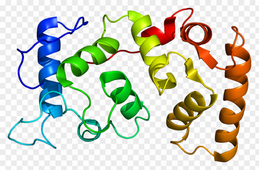 CIB1 Integrin Protein Gene Thrombopoietin PNG