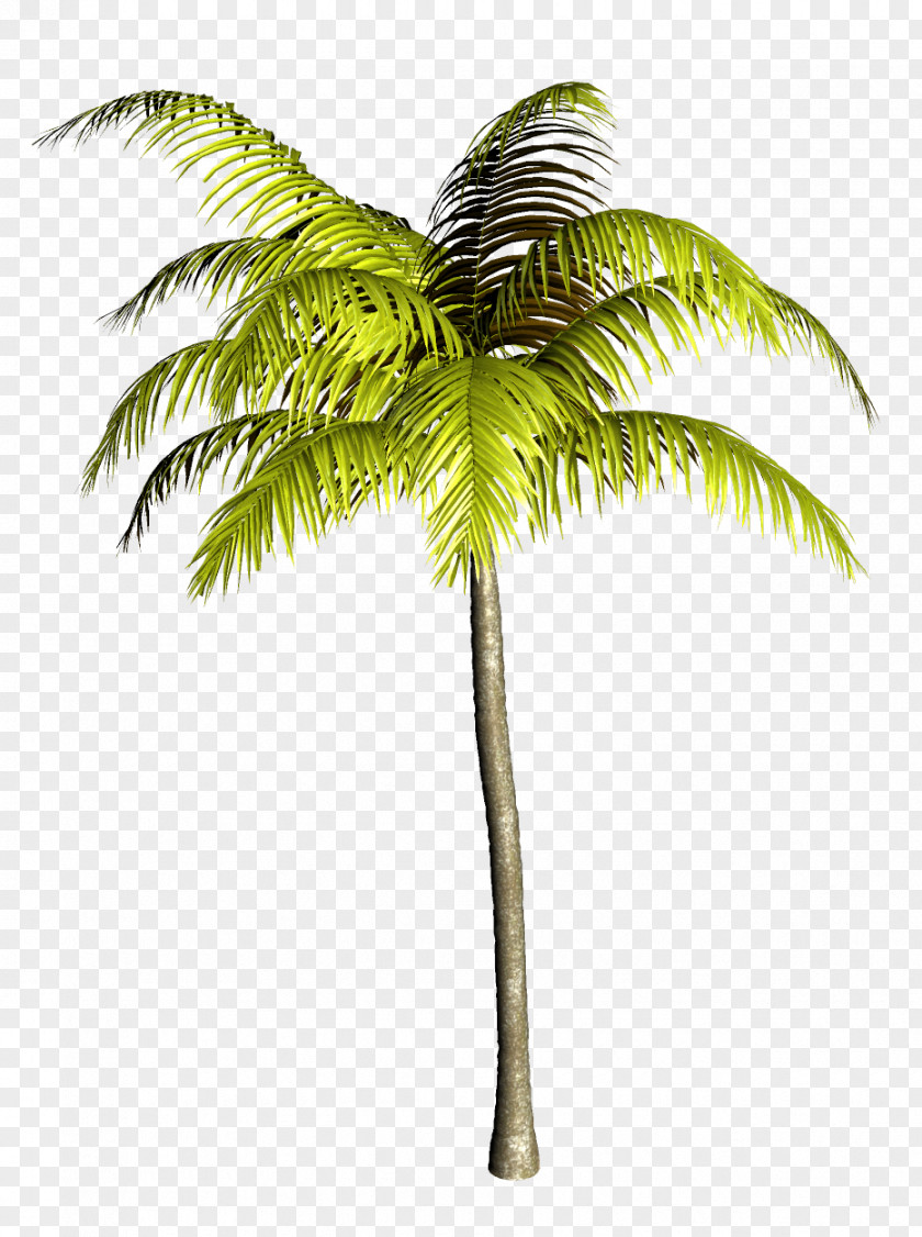 Coconut Asian Palmyra Palm Babassu Trees Clip Art PNG