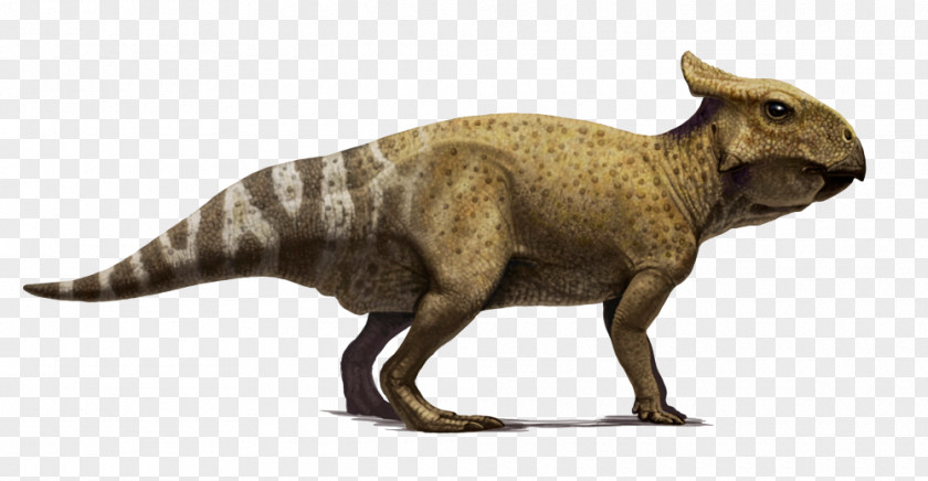 Dinosaur Protoceratops Velociraptor Bagaceratops Paleoart PNG