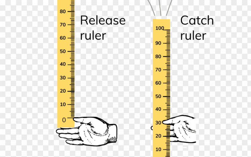 Hand Catch Angle Ruler Reflex Arc Outline Of The Human Nervous System PNG