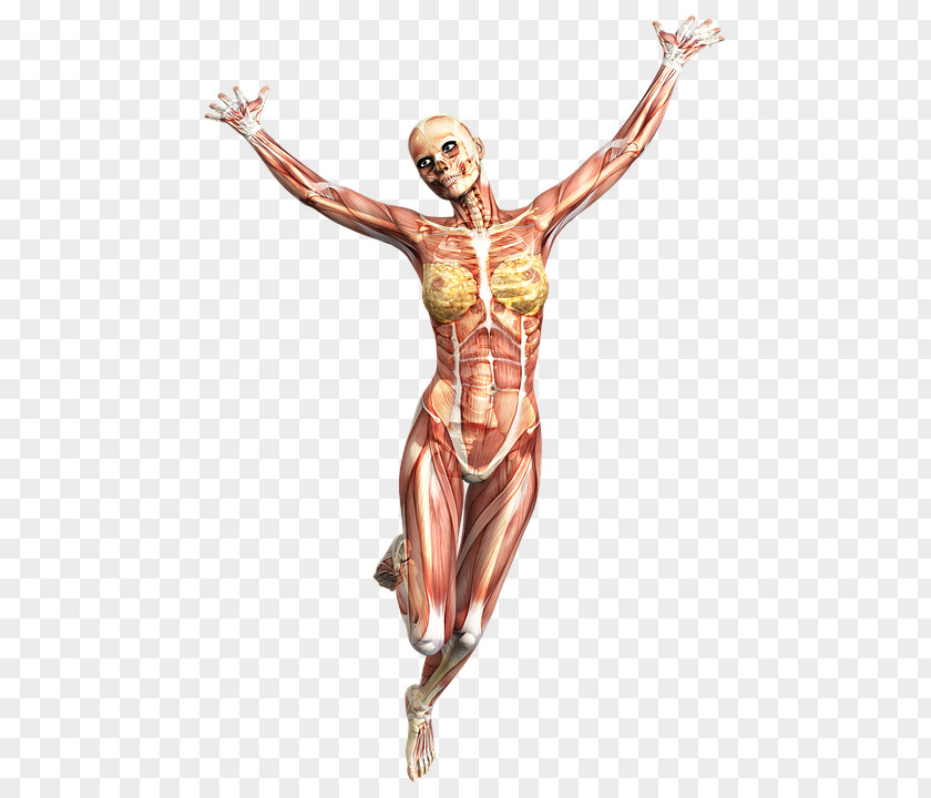 Running Anatomy Muscle Human Body Skeleton PNG