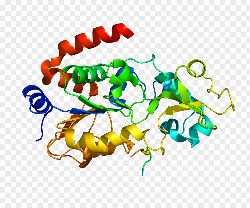 Sirtuin 3 1 Protein Cell PNG