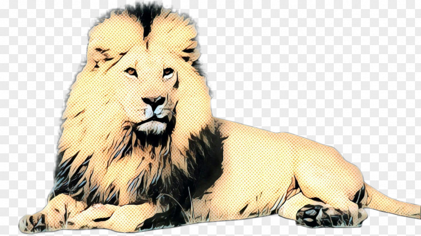 Asiatic Lion Big Cat Fur PNG