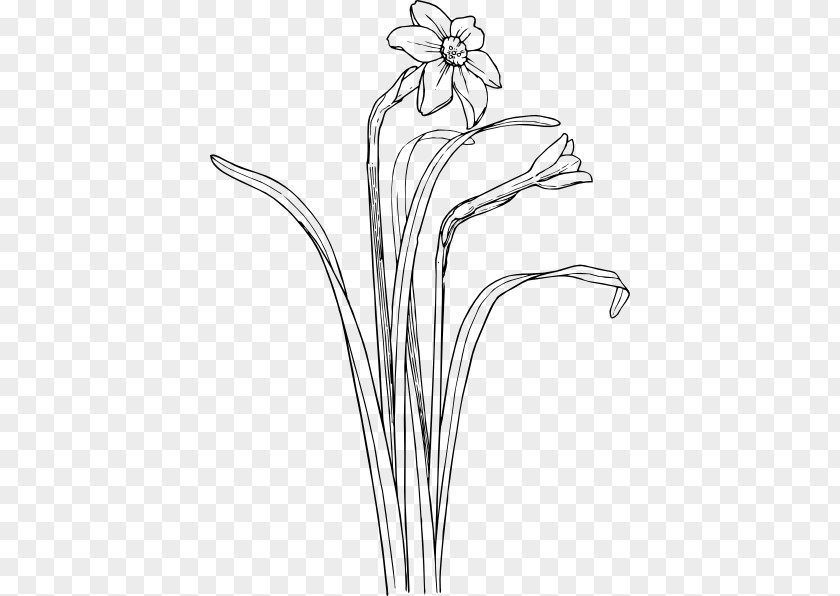 Camellia Sinensis Leaf Drawing Plant Stem Flower Clip Art PNG