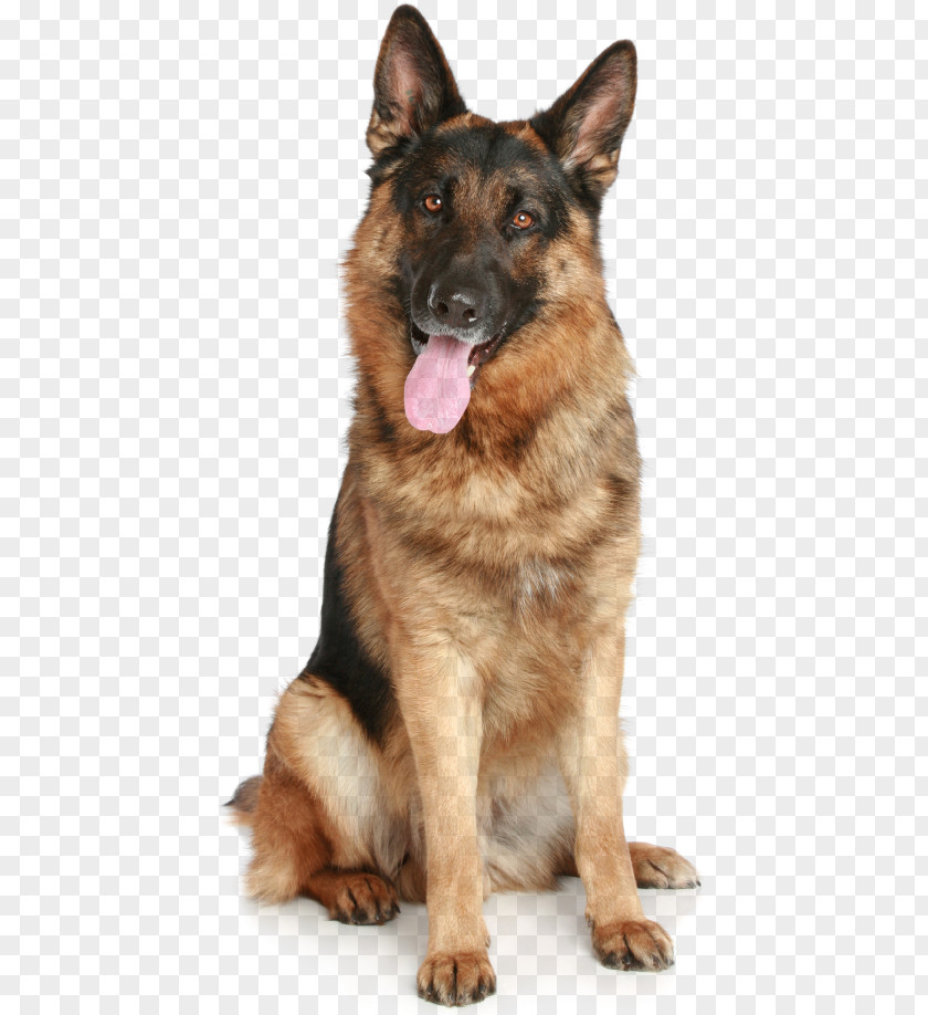 Puppy German Shepherd Desktop Wallpaper Clip Art PNG