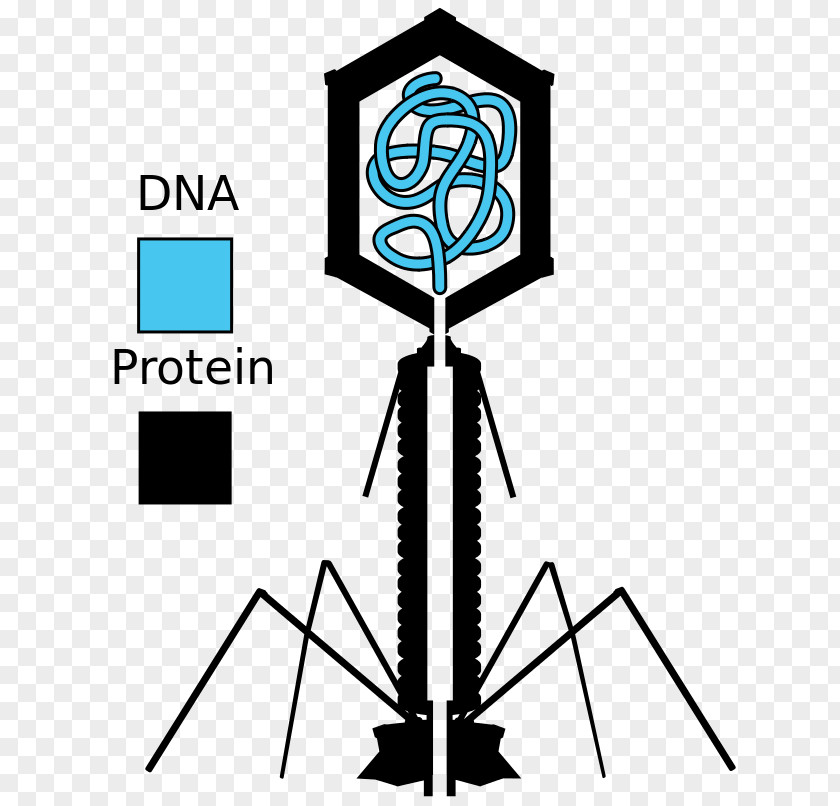 Science Hershey–Chase Experiment Bacteriophage Luria–Delbrück Virus PNG