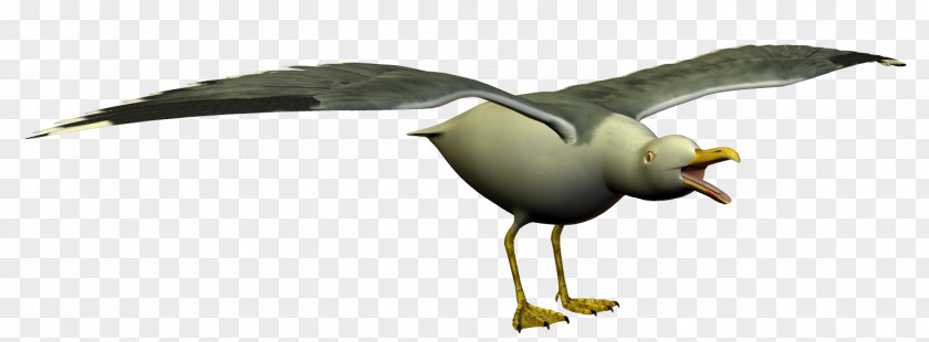 Seagull Gulls Bird Clip Art PNG