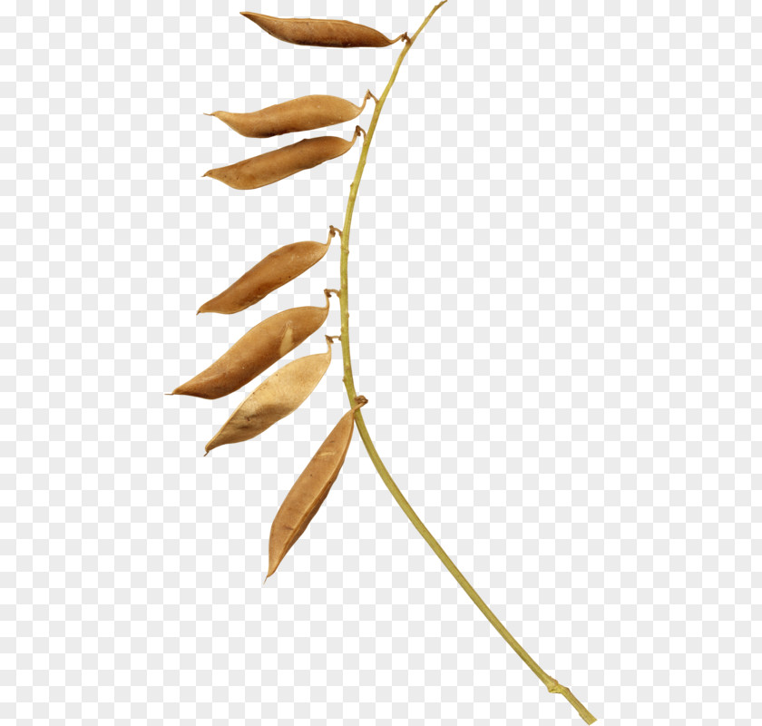 Twig Flower Autumn Design PNG