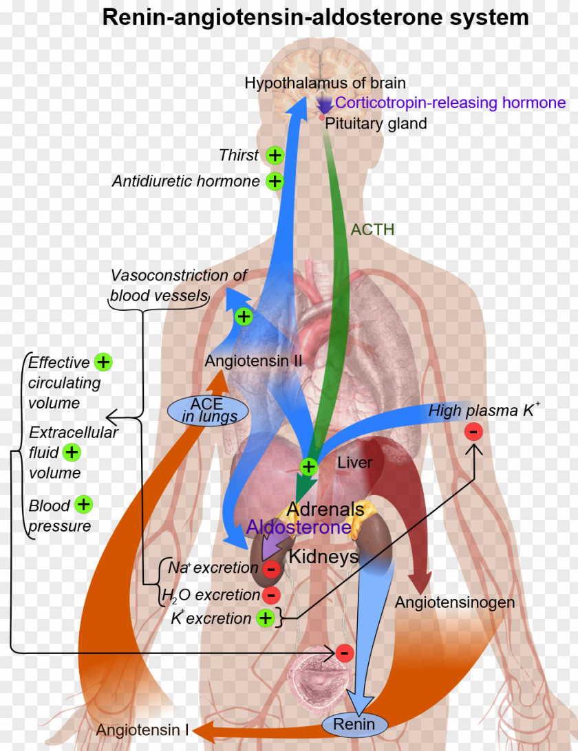 Adrenal Gland Cartoon The Renin-Angiotensin-Aldosterone System: Methods And Protocols Renin–angiotensin System Angiotensin-converting Enzyme PNG