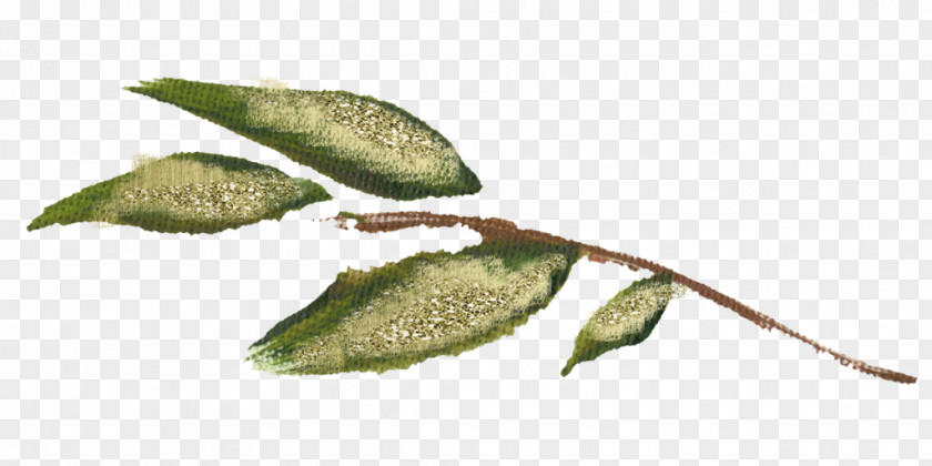 Bible Verses Twig Plant Stem Leaf PNG