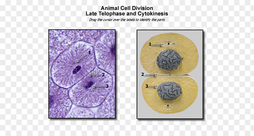 Cell Division Organism Font PNG