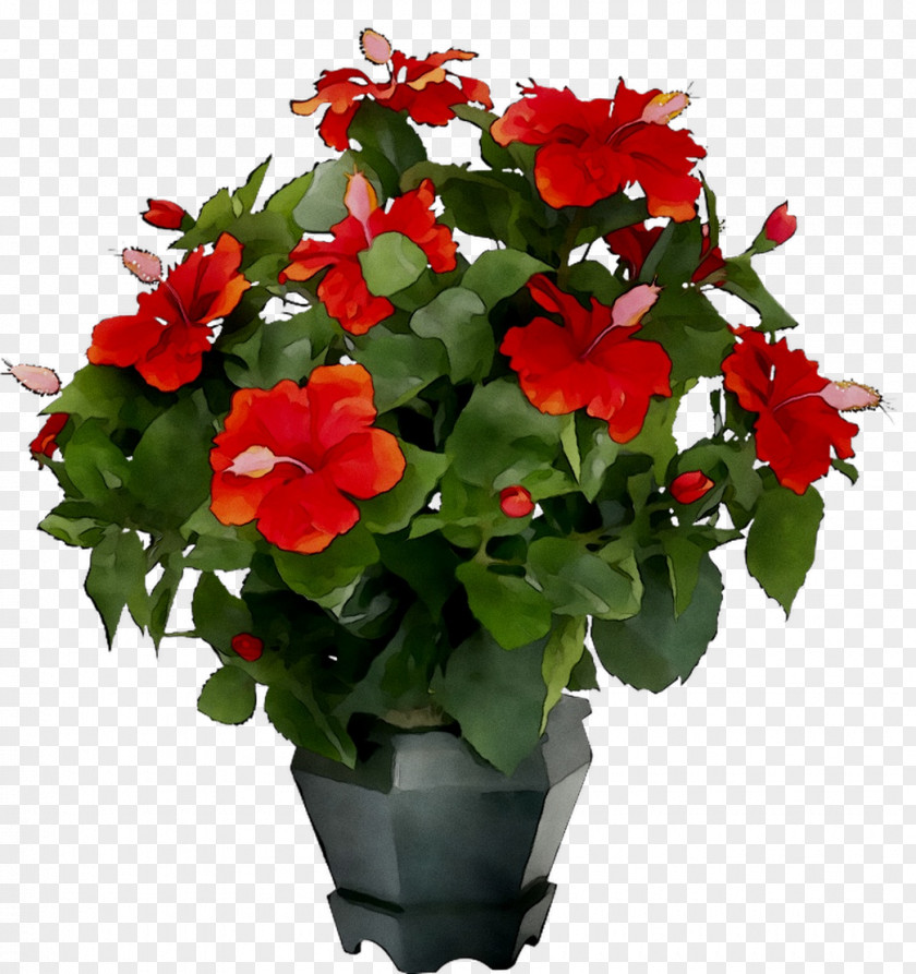 Houseplant Flower Bouquet Ornamental Plant Naberezhnye Chelny PNG