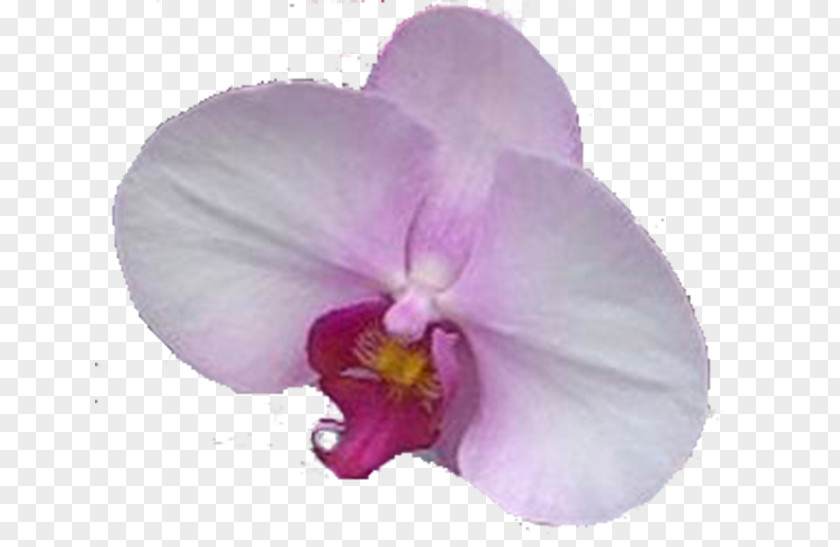 Violet Christmas Orchid Moth Orchids Pansy PNG