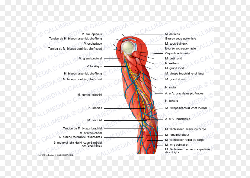 Arm Muscle Nerve Shoulder Elbow PNG