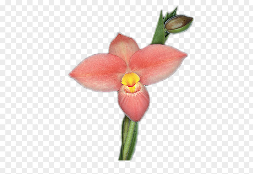 Moth Orchids Orchidea Plant Stem Cattleya Cut Flowers PNG
