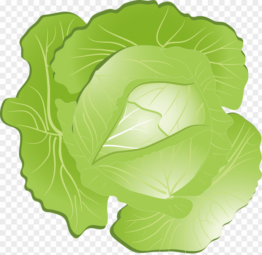 Vector Cabbage Red Kohlrabi Clip Art PNG