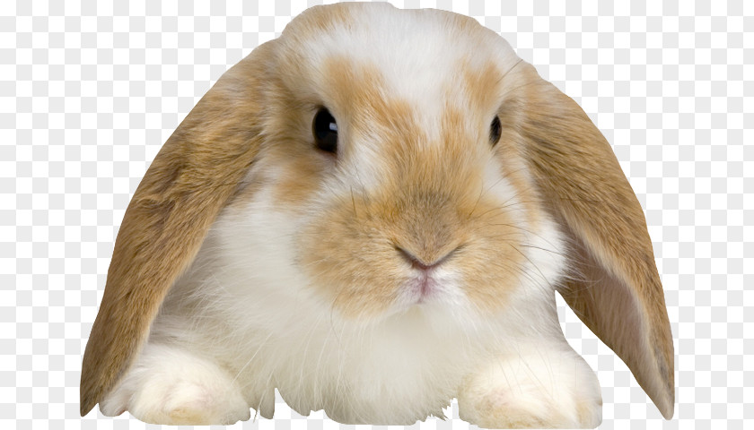 Bunny Baby Holland Lop English Domestic Rabbit Morkie PNG