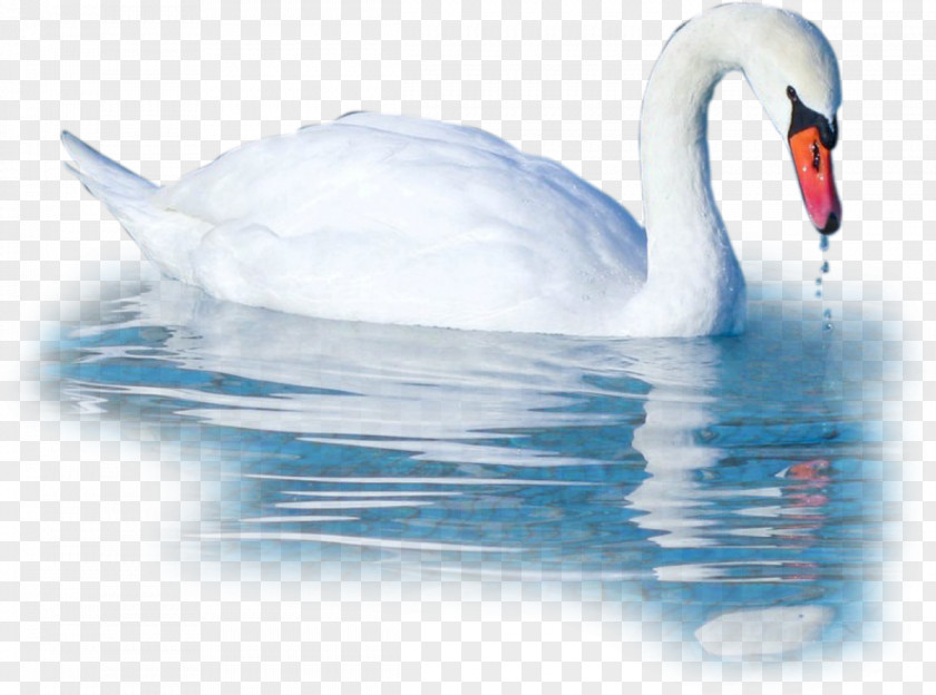 Swan Cygnini Bird Duck Goose PNG