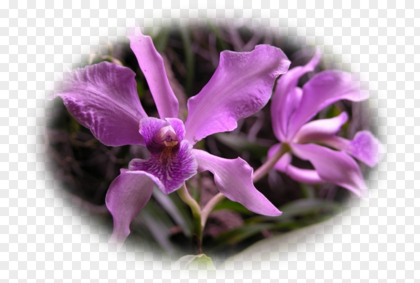 Violet Phalaenopsis Equestris Cattleya Orchids Plant PNG