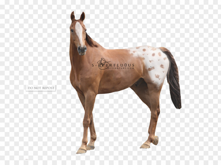 Chestnut Appaloosa Mare Mustang Foal Halter Stallion PNG