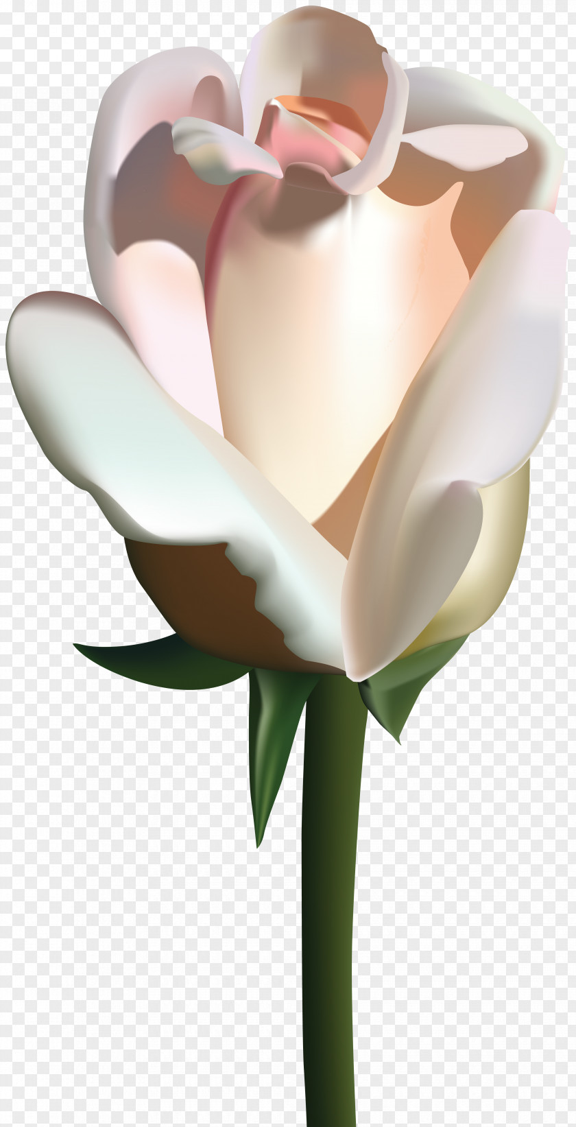 White Rose Clip Art Image PNG