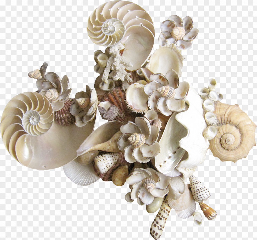 Clams Seashell Drawing Raster Graphics Clip Art PNG