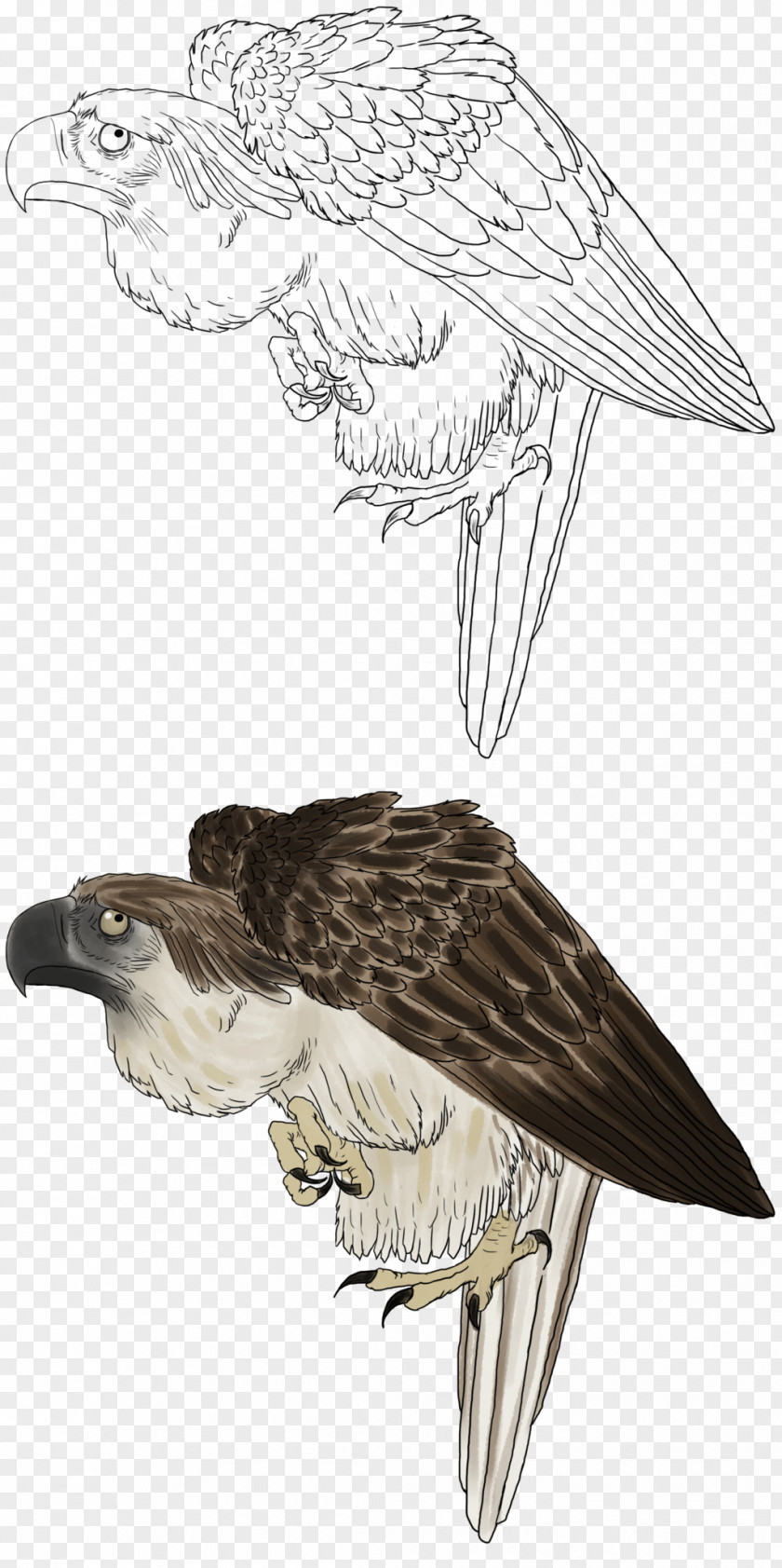 Enlarged Drawing Bald Eagle Philippines Hawk Philippine White-tailed PNG