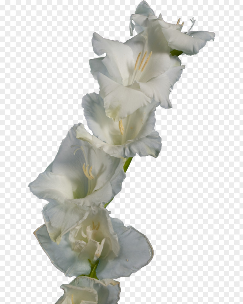 Gladiolus Cut Flowers Iridaceae PNG