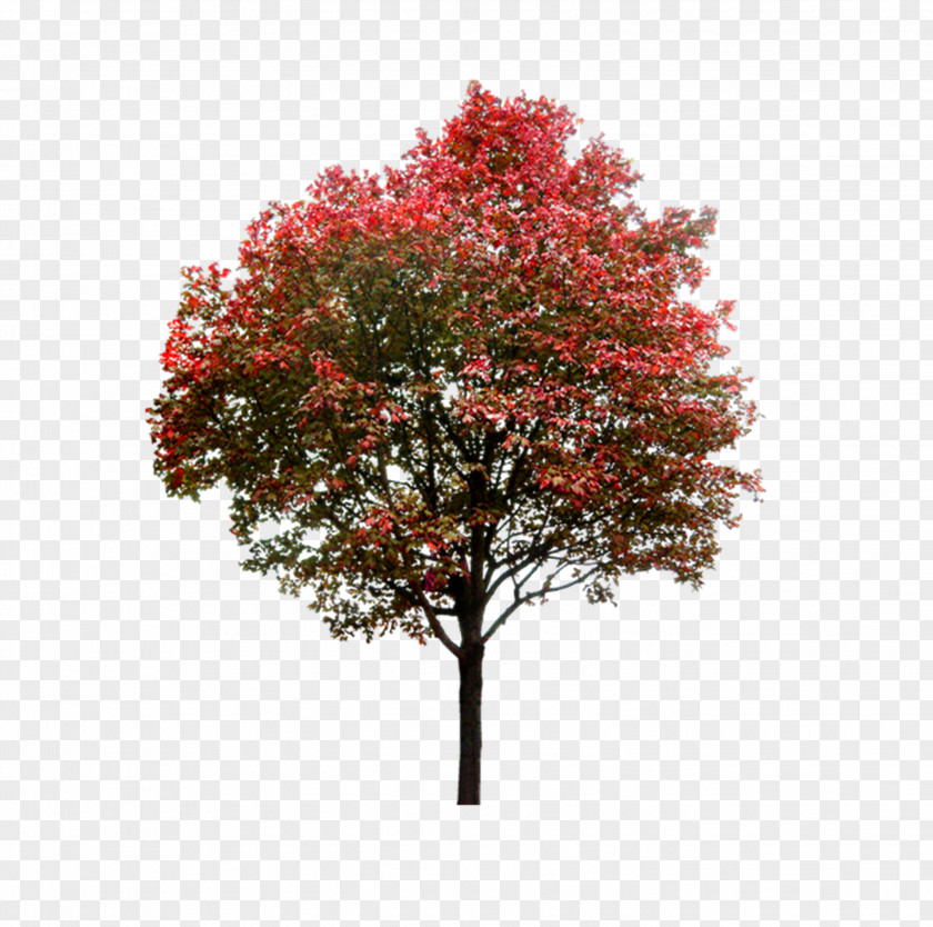 Red Tree PNG tree clipart PNG