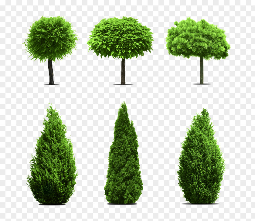Scale Model Red Juniper Green Grass Background PNG