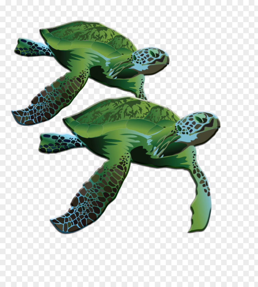 Turtle Loggerhead Sea La Quinta Inns & Suites Terrestrial Animal PNG