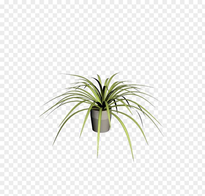 Leaf Plant Stem Flowerpot Arecales Tree PNG