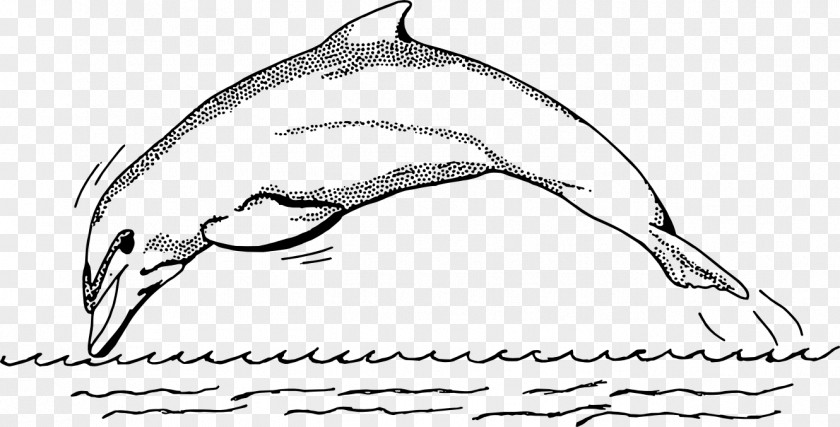 Line Drawing Common Bottlenose Dolphin Spinner Black And White Clip Art PNG