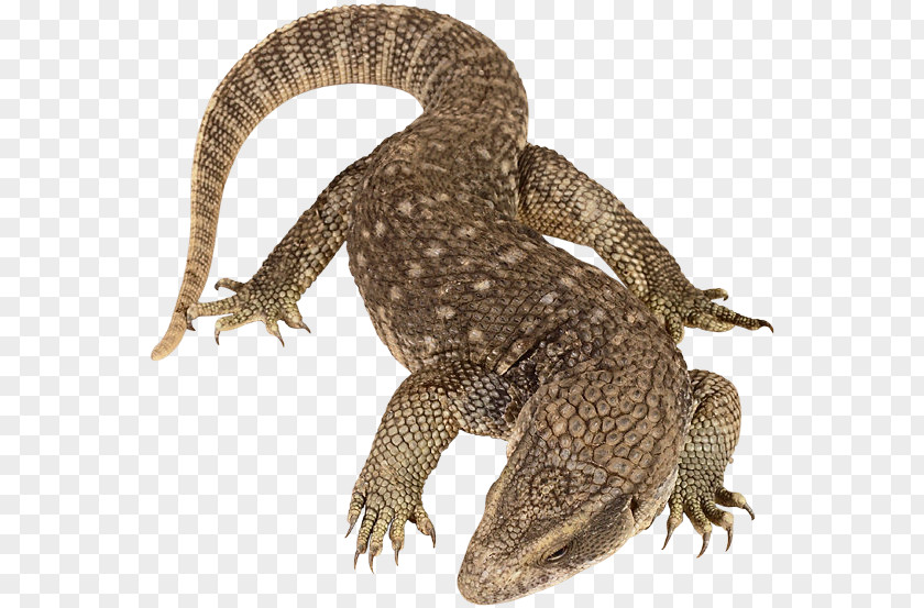 Lizard Reptile Vertebrate Komodo Dragon Phylum PNG