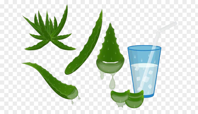 Aloe Vera Drinks Euclidean Vector Agave Deserti PNG