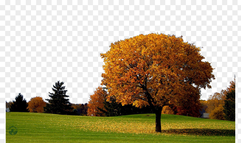 Autumn Desktop Wallpaper Image Photograph Summer PNG