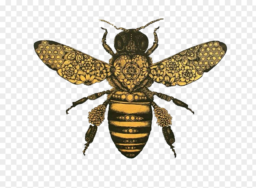 Bee Honey Drawing Bumblebee Clip Art PNG