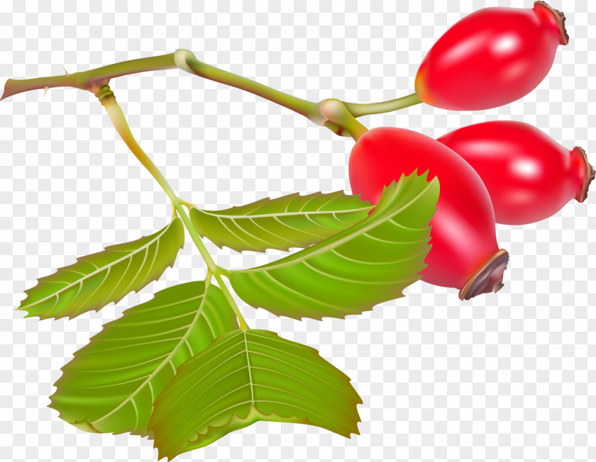 Berries Rose Hip Dog-rose Clip Art PNG