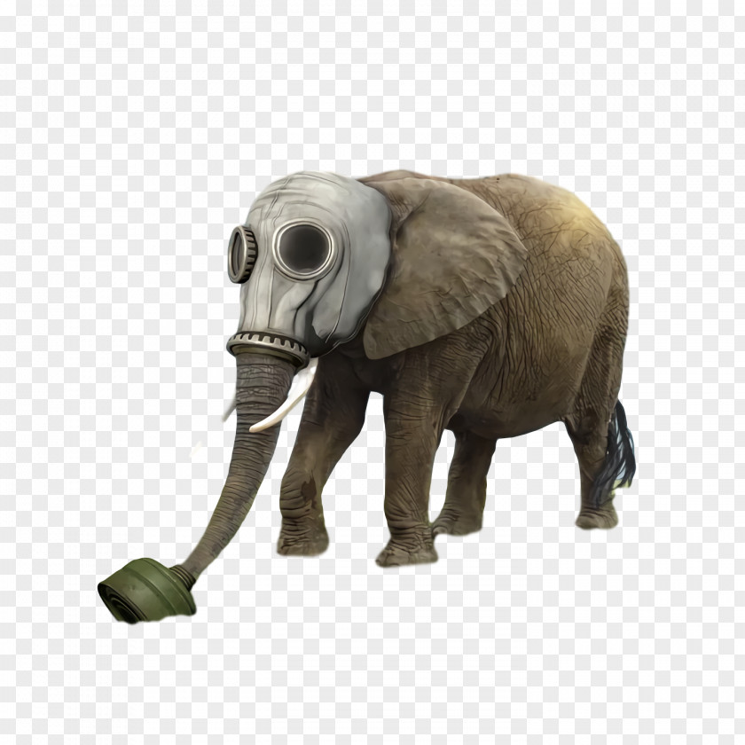 Indian Elephant PNG