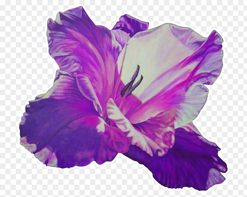 Violet Rosemallows Gladiolus Herbaceous Plant PNG