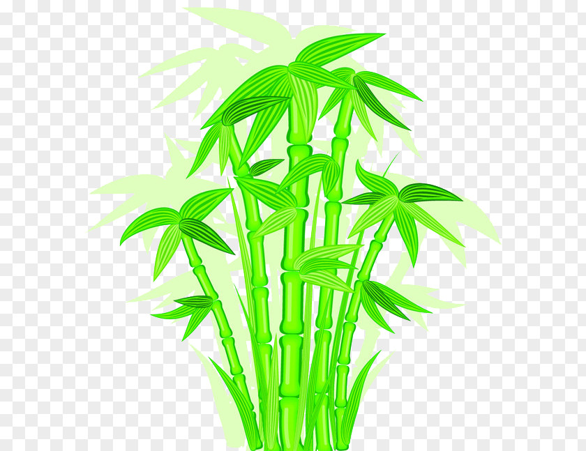 Bamboo Painted Cartoon Picture Euclidean Vector PNG