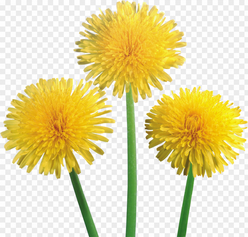 Dandelions Dandelion Clip Art PNG