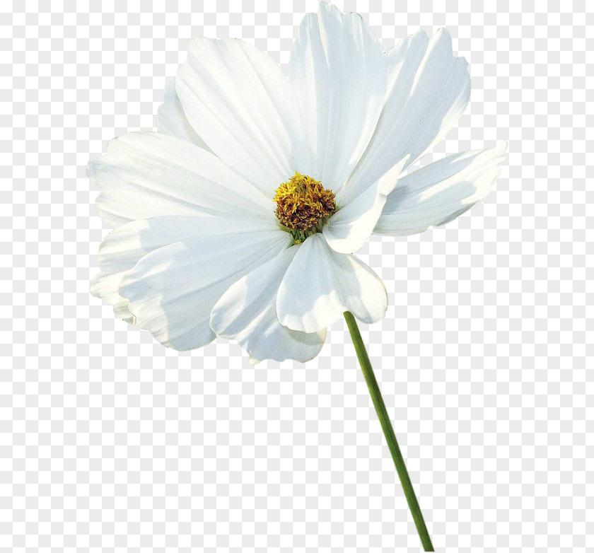 Flower Garden Cosmos White Petal Clip Art PNG