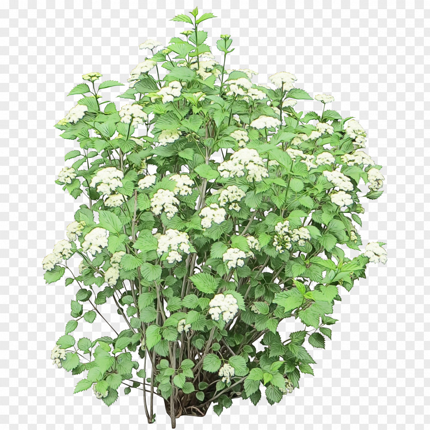 Ivy Family Impatiens Tree Background PNG