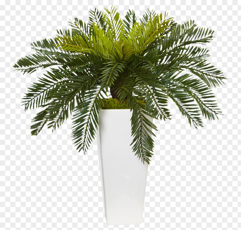 Plant Flowerpot Houseplant Sago Palm Leaf PNG