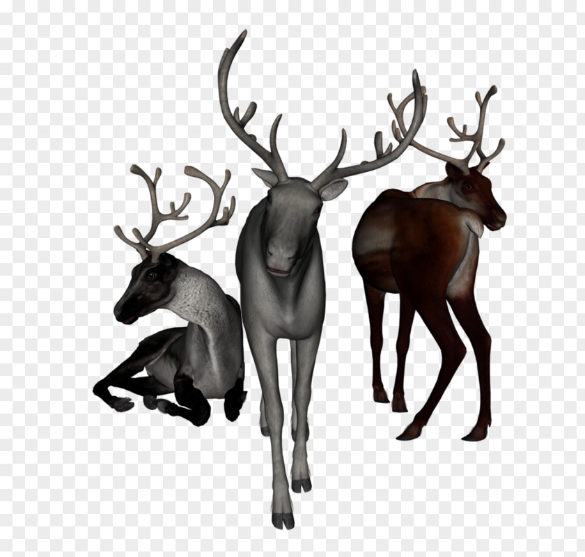 Reindeer White-tailed Deer Elk Moose PNG