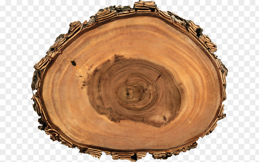 Tree Trunk Wood Aastarõngad Holzfehler PNG