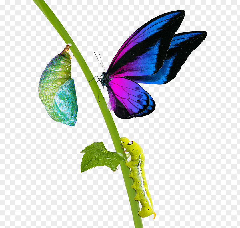 Book Brush-footed Butterflies Gossamer-winged Clip Art Butterfly PNG